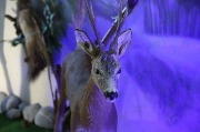 X09A4137.JPG