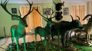 IMG_9594.jpg